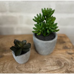 Sukkulent pakke 1 - st af 2