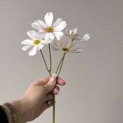 Brudeslr stilk / Stolt kavaler