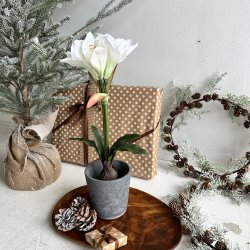 Amaryliis i 12 cm potte H 50 cm