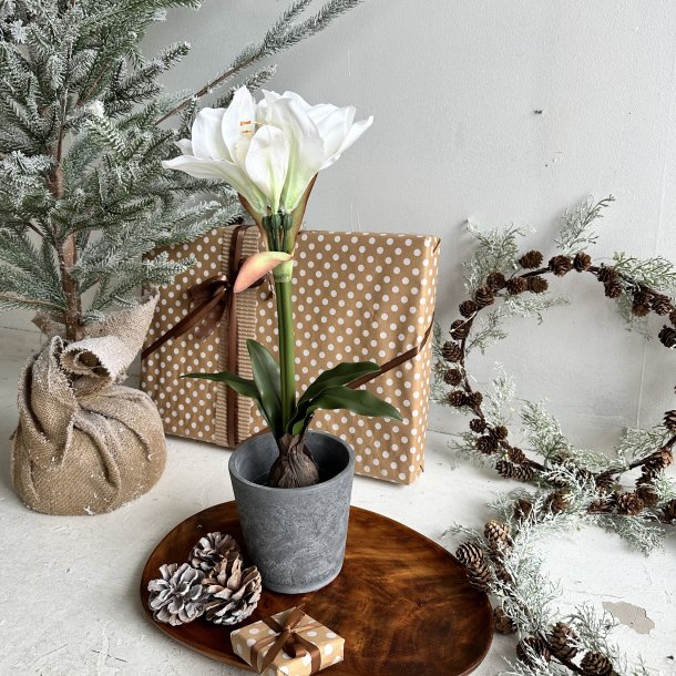 Amaryliis i 12 cm potte H 50 cm