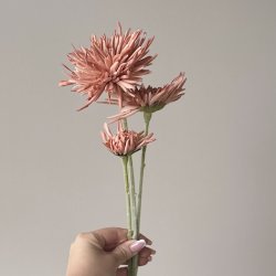 Georgine / Krysantemum stilke