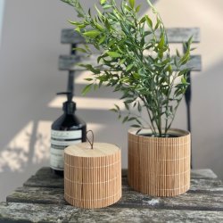 Bregne i potte H 40cm