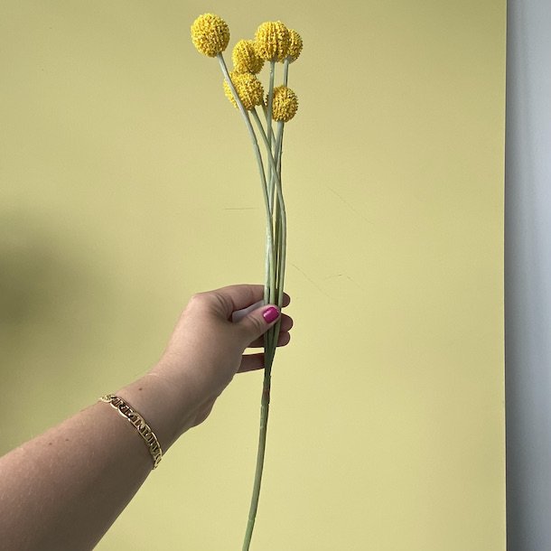 Craspedia 60 cm gul