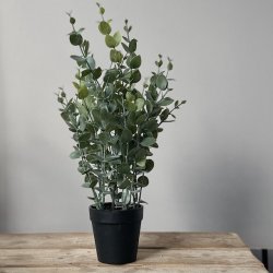 Eukalyptus i potte H40cm
