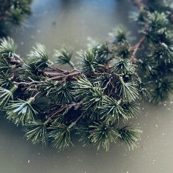 Ceder krans D45cm plastik 