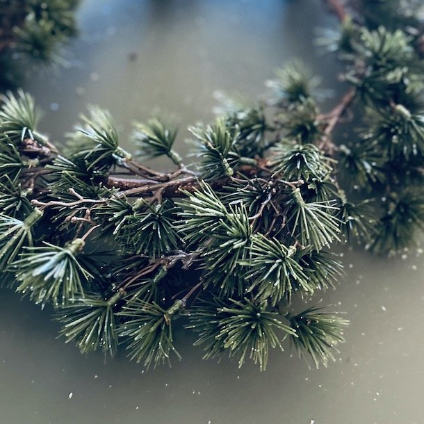 Ceder krans D45cm plastik 