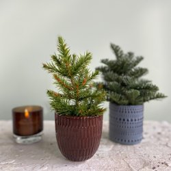 Grantr i potte 18-20 cm mix