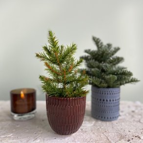 Grantr i potte 18-20 cm mix