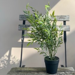 Bregne i potte H 40cm