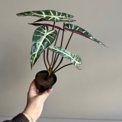 Alocasia 30 cm.