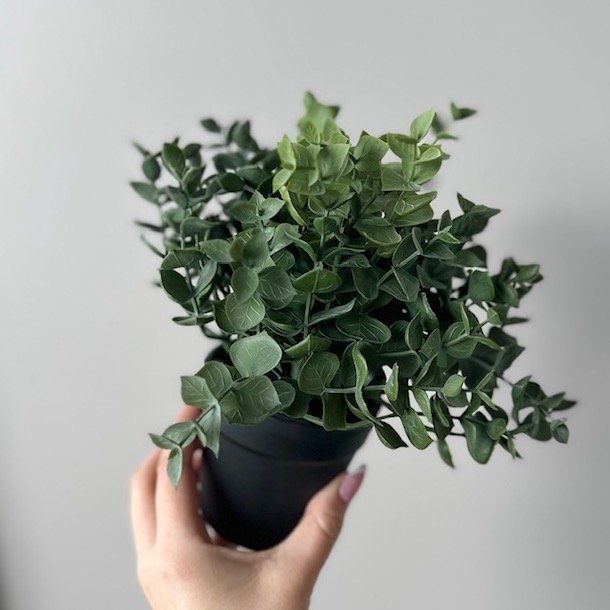 Eukalyptus i pot H23 cm