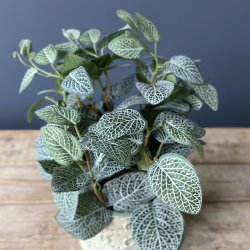 Fittonia i potte 34 cm