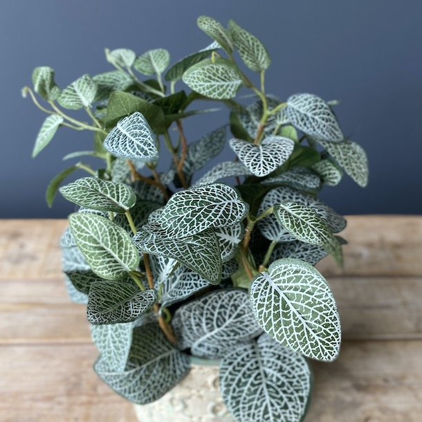 Fittonia i potte 34 cm