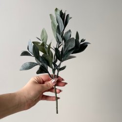 Eukalyptus stilk 30cm