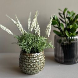Mini lavendel 20 cm