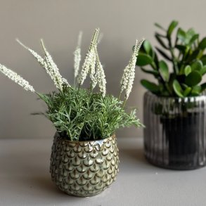 Mini lavendel 20 cm