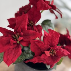 Julestjerne buket H 34 cm