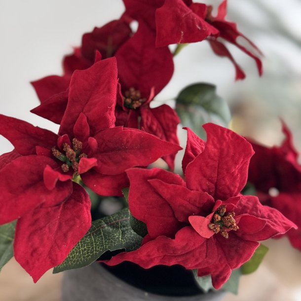 Julestjerne buket H 34 cm