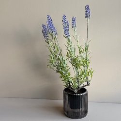 Lavendel 40 cm. lilla