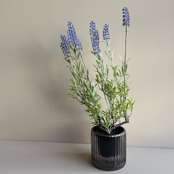 Lavendel 40 cm. lilla
