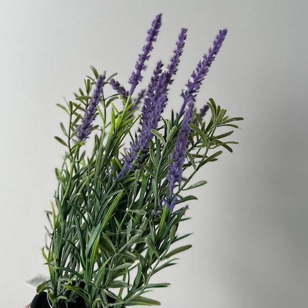 Lavendel i pot H30cm
