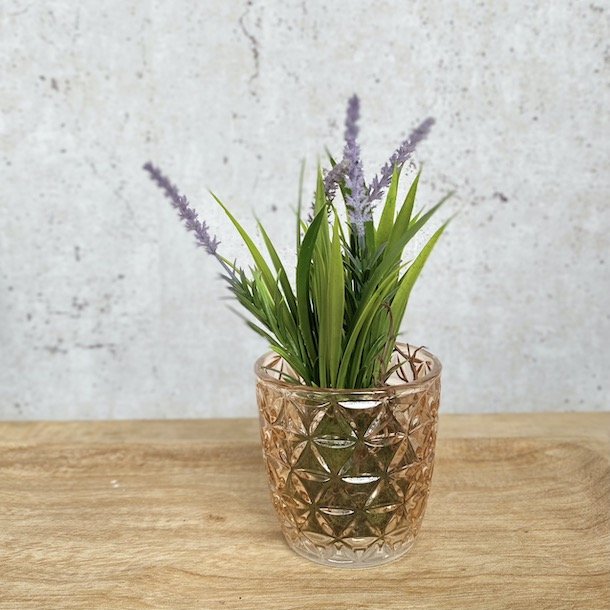 Lavendel med rod