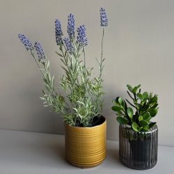 Lavendel 40 cm. lilla