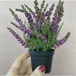 Lyng Lilla og vinrd nuancer