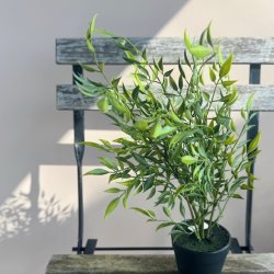 Bregne i potte H 40cm