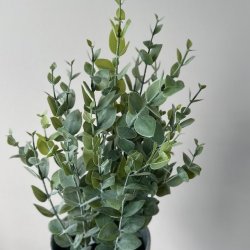 Eukalyptus i potte H40cm
