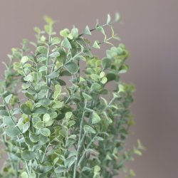 Eukalyptus i potte H40cm