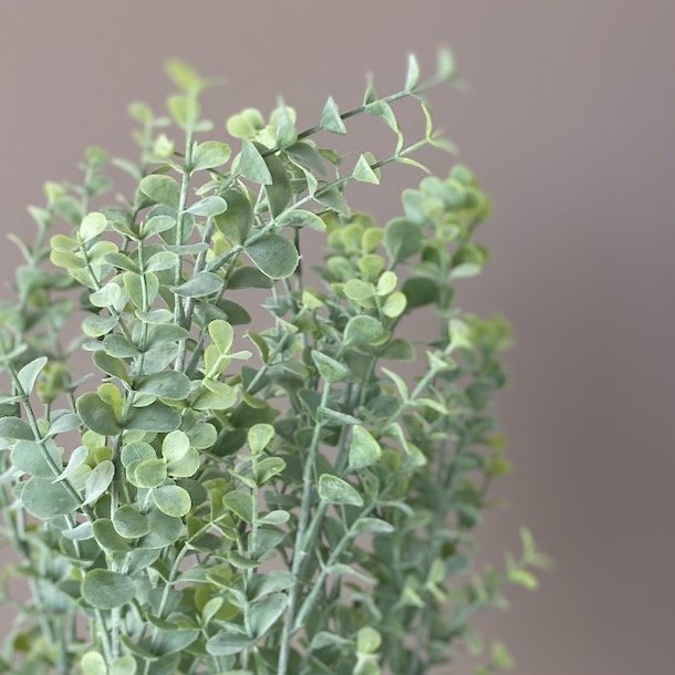 Eukalyptus i potte H40cm