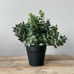 Eukalyptus i pot H23 cm