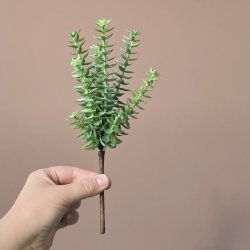 Sukkulent grn H 20 cm