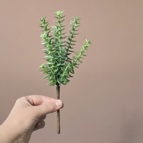 Sukkulent grn H 20 cm