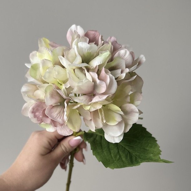 Hortensia stilk / Eukalyptus stilk