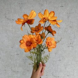 Stolt kavaler bundt orange H 48 cm