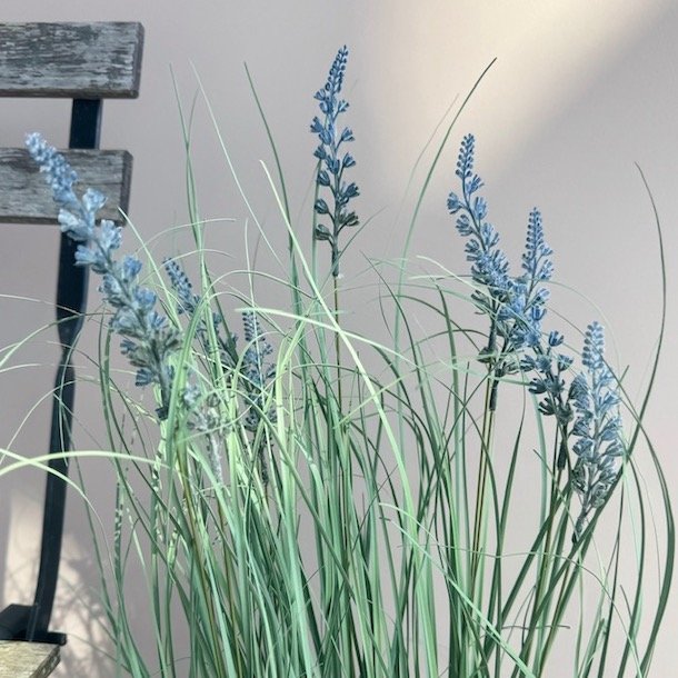Lavendel i potte H72cm