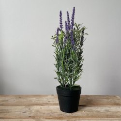 Lavendel i pot H30cm