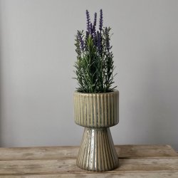Lavendel i pot H30cm