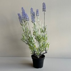 Lavendel 40 cm. lilla