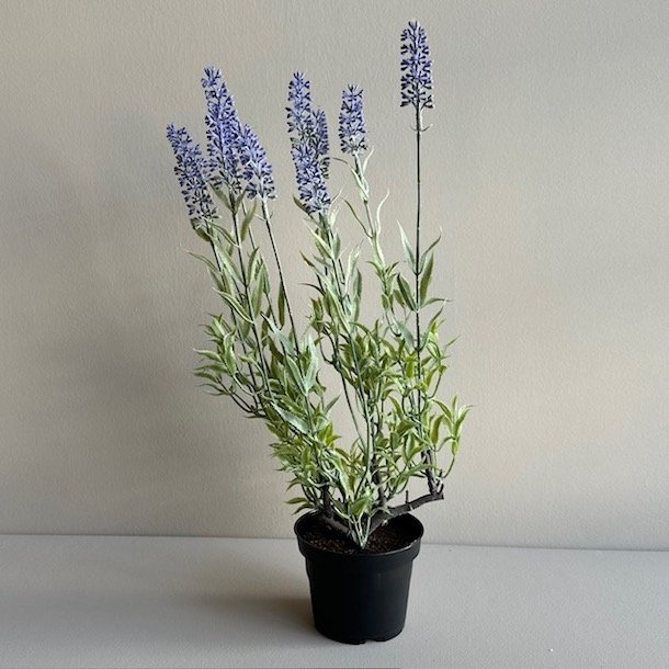 Lavendel 40 cm. lilla