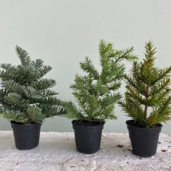 Grantr i potte 18-20 cm mix