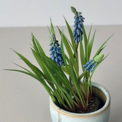 Perlehyasint bl H 22cm