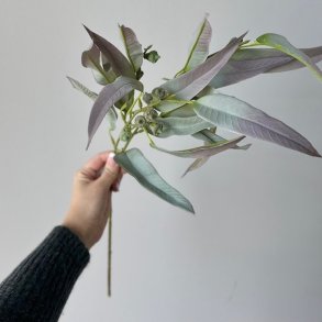 Eukalyptus stilk 70cm