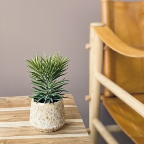 Sukkulent i potte H 17 cm