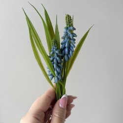 Perlehyacint bl H 20 cm