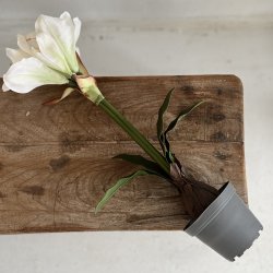 Amaryliis i 12 cm potte H 50 cm