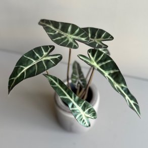 Alocasia 30 cm.