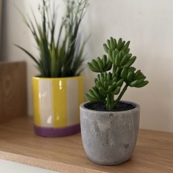 Sukkulent i krukke med potte